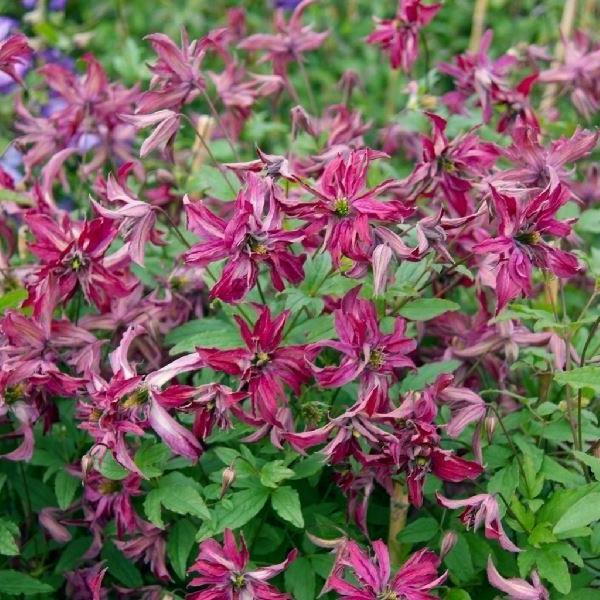 Clematis 'Rosalyn'