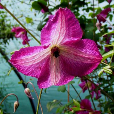 Clematis 'Zolibe'