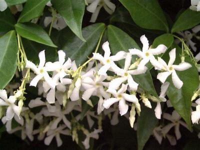 Trachelospermum jasminoides 'Majus'