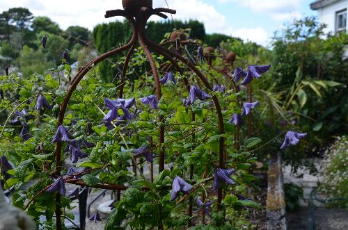 Clematis 'Danae'