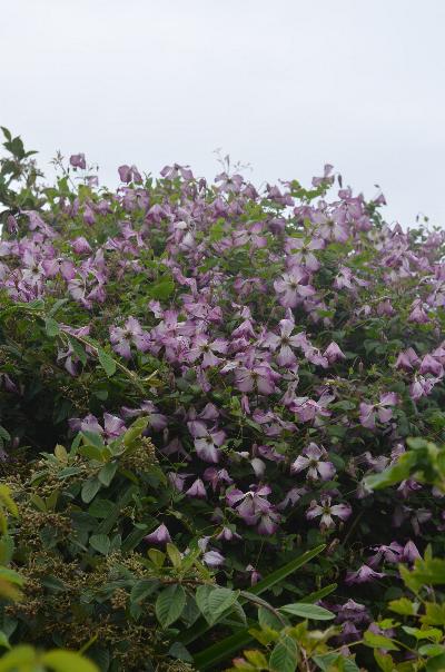 Clematis 'I Am A Lady Q'