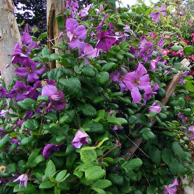 Clematis 'Kaaru'
