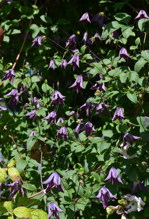 Clematis Piskey (syn viticella)