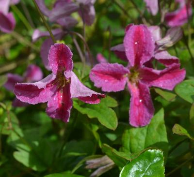 Clematis 'Krakow'