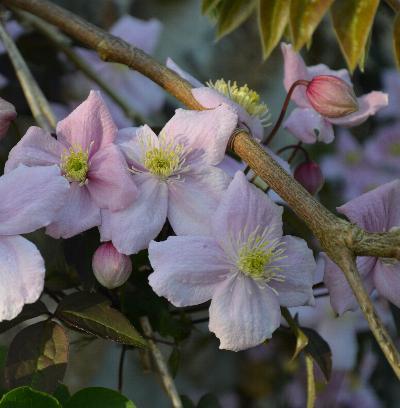 Clematis Mayleen