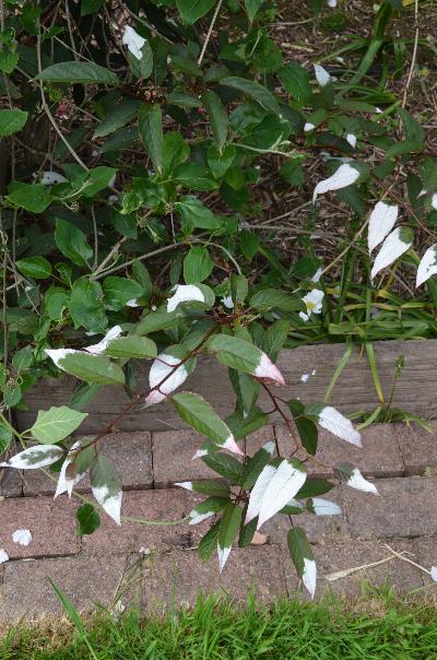 Actinidia  tetramera var maloides 