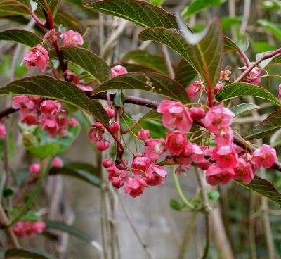 Actinidia  tetramera var maloides 