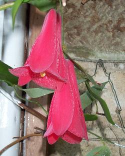 Lapageria rosea 'Beatrix Anderson'
