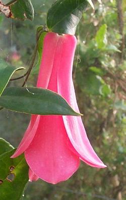 Lapageria rosea 'Elizabeth'