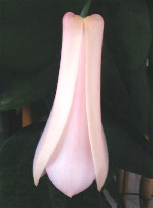 Lapageria Pink Panther