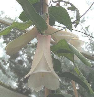 Lapageria rosea 'Alba'