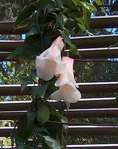 Lapageria Esquisita