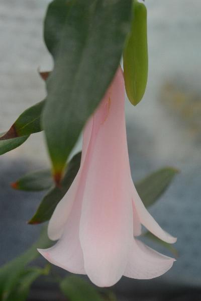 Lapageria 'Guacolda'