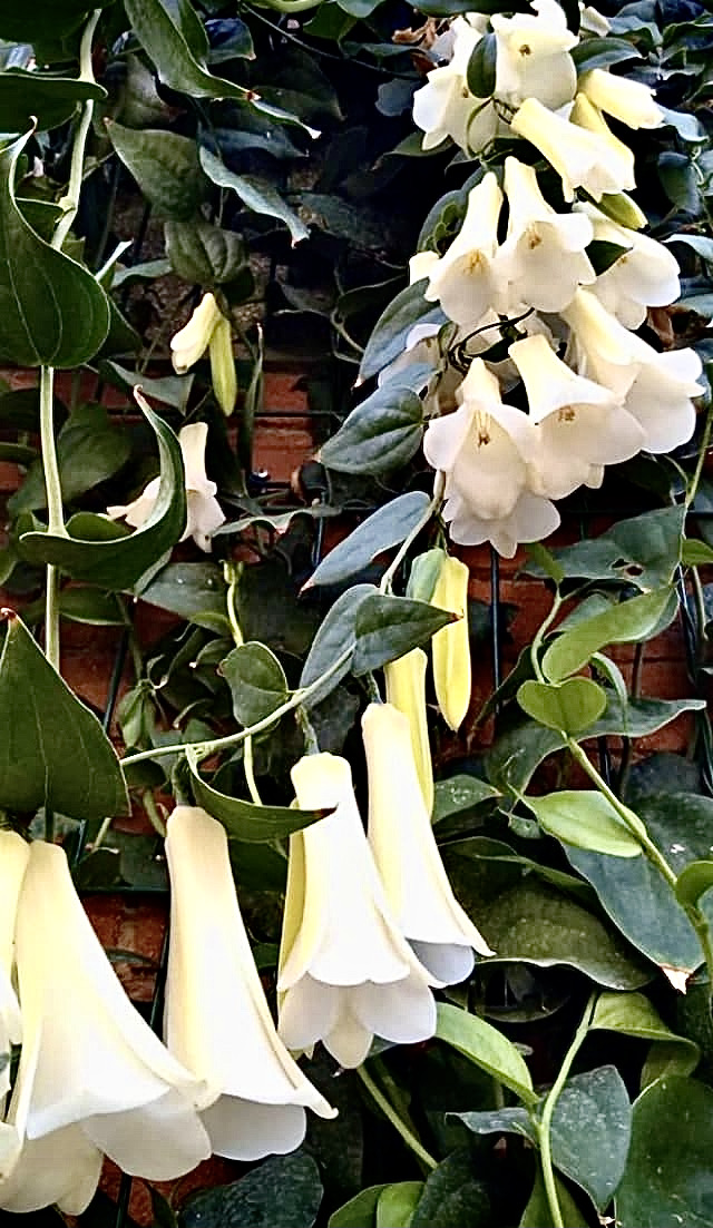 Lapageria'Andean Snowfall'