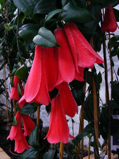 Lapageria 'Beatrix Anderson'