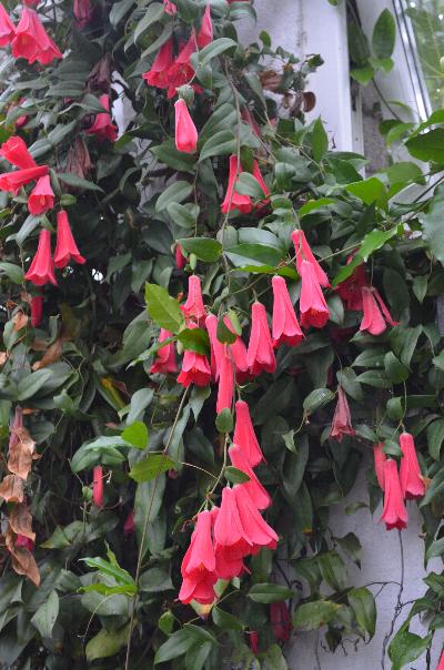 Lapageria 'Beatrix Anderson'