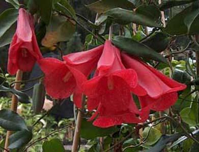 Lapageria 'Caupolican'