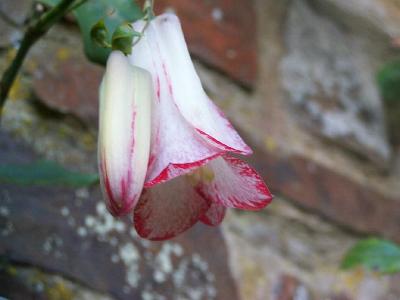 Lapageria 'Collinge'
