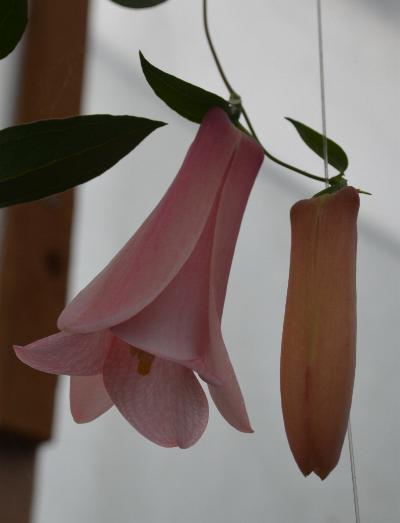 Lapageria El Vergel