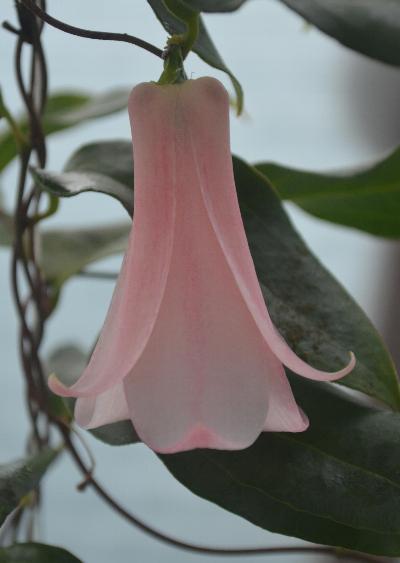 Lapageria 'El Vergel'