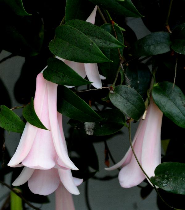 Lapageria Flesh Pink