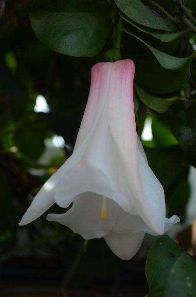 Lapageria 'Hugletts Blush'
