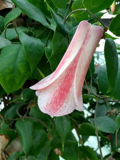 Lapageria 'Penheale Picotee'