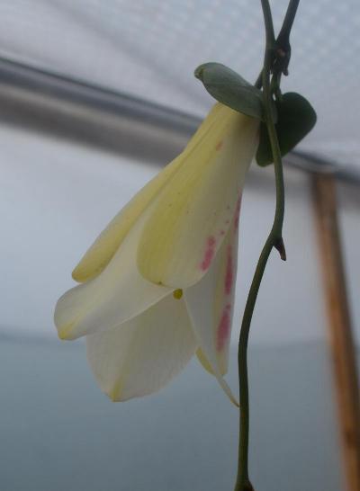 Lapageria Raimilla