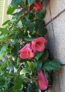 Lapageria 'Mission Lace'