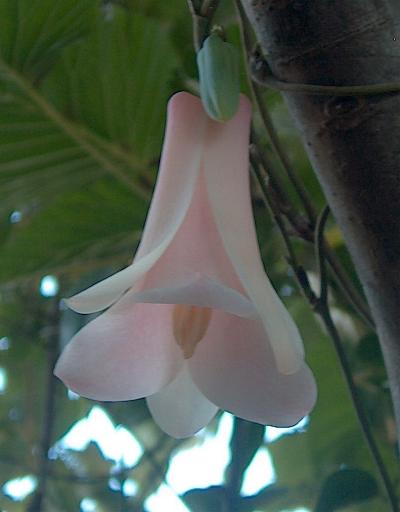 Lapageria 'Myrtle Wolf's Pink'