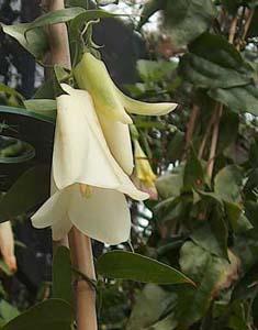 Lapageria 'Railmilla'