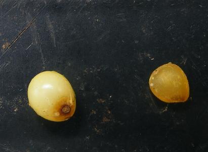 Lapageria seed