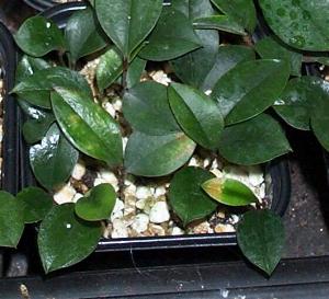 Lapageria see 6-12 months