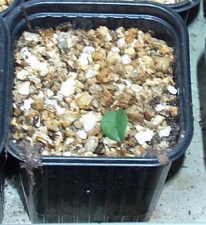 Lapageria germinated seed