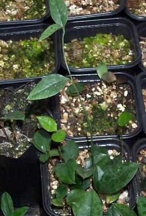 Lapageria seedlings ready to move on