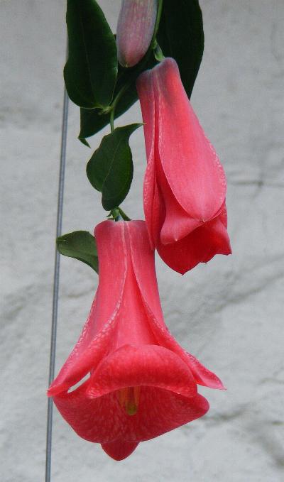 Lapageria 'Terra del Fuego'