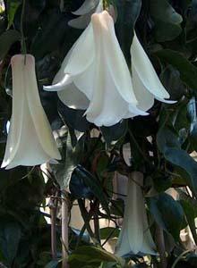 Lapageria 'Torqui'