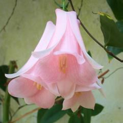 Lapageria rosea 'Flesh Pink'