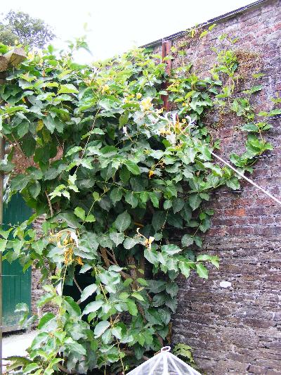 philodendron leaf ‘Green Princess’ Philodendron 6