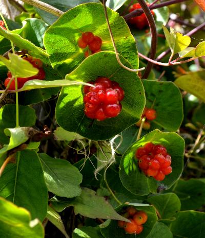 Lonicera prolifera seed