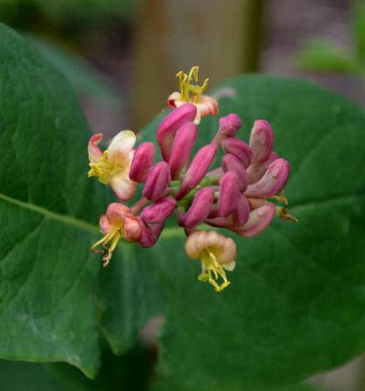 Lonicera prolifera