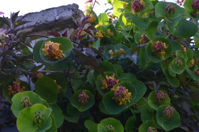 Lonicera prolifera