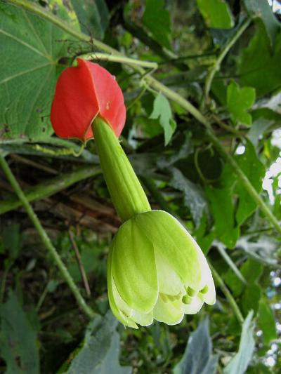 Passiflora ampullacea