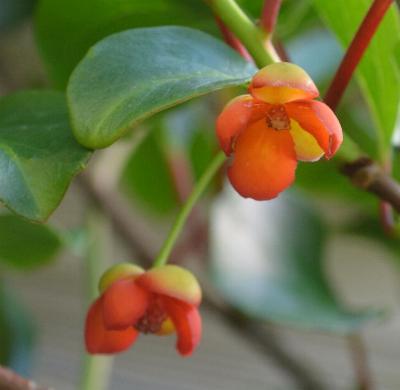 Scisandra arisanensis