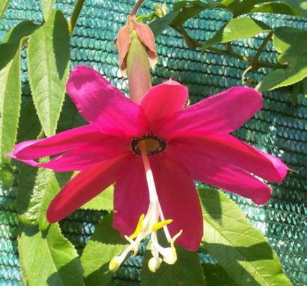 Passiflora x exoniensis