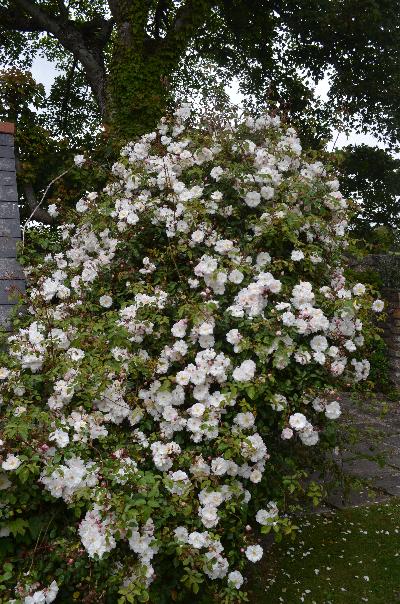 Rosa 'Adelaide d Orleans'