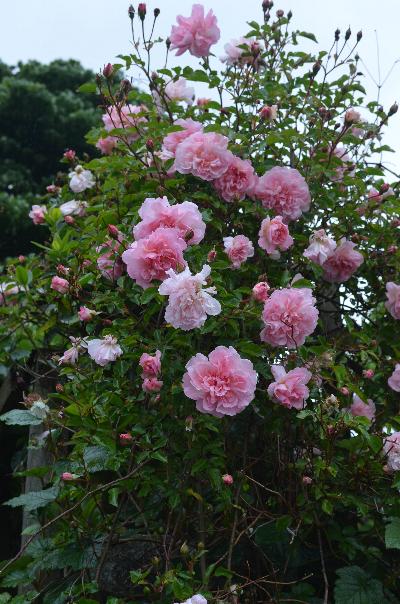 Rosa Barbier Rambler