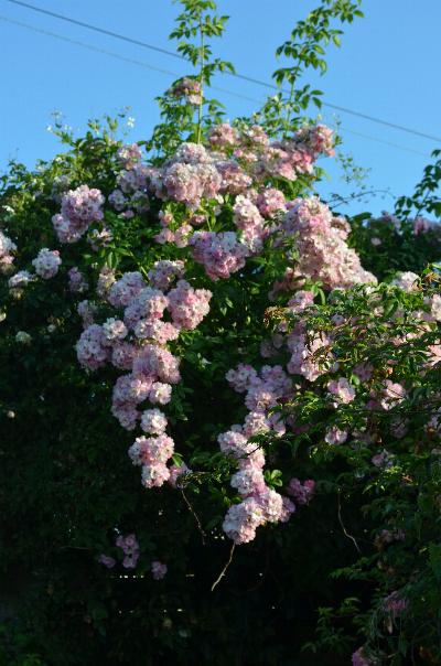 Rosa 'Blush Rambler'