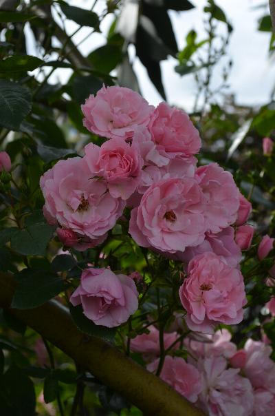 Rosa 'Bonica'
