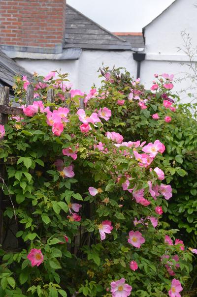 Rosa 'complicata'